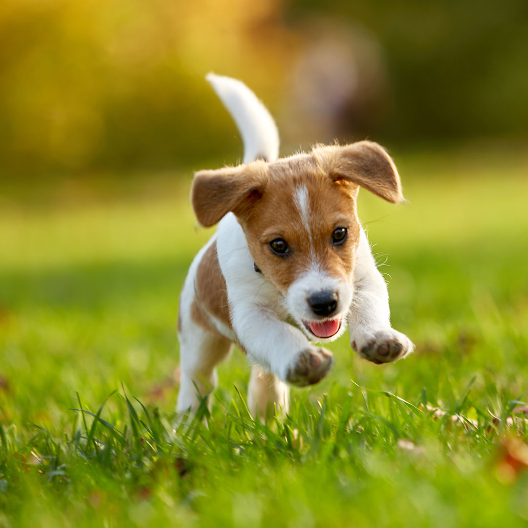 Toilet training your clearance puppy